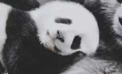 Dekokissen Panda